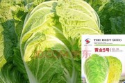 小森生活白菜种植攻略（掌握白菜种植技巧）