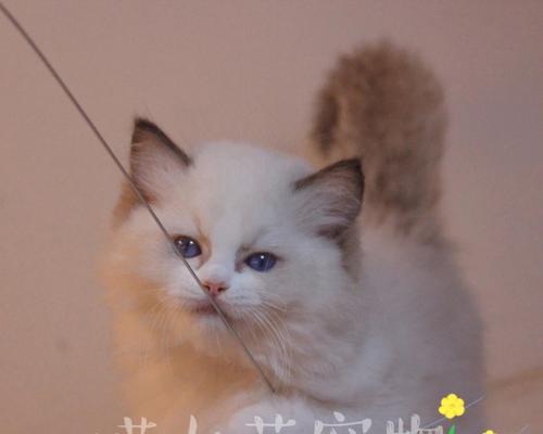 以小森生活猫咪（领养猫咪的方法）